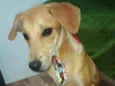 Bel