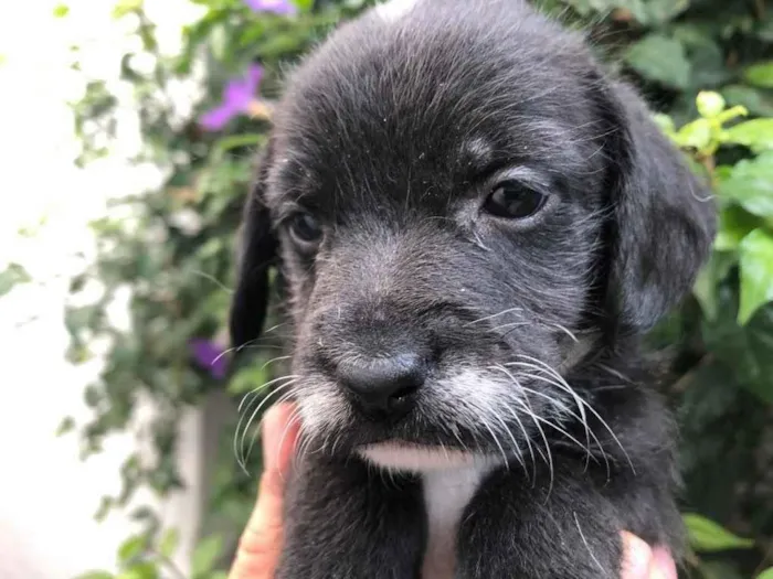Cachorro raça SRD  idade Abaixo de 2 meses nome Sem Nome