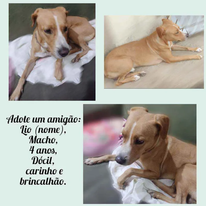Cachorro raça Misturada idade 4 anos nome Lio