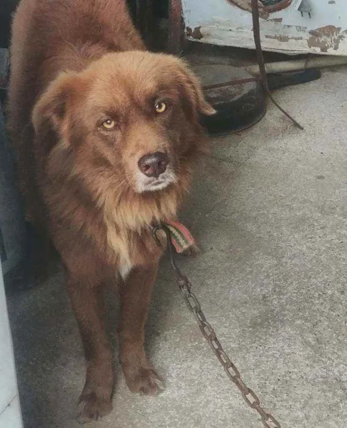Cachorro ra a Vira Lata  idade 4 anos nome Max
