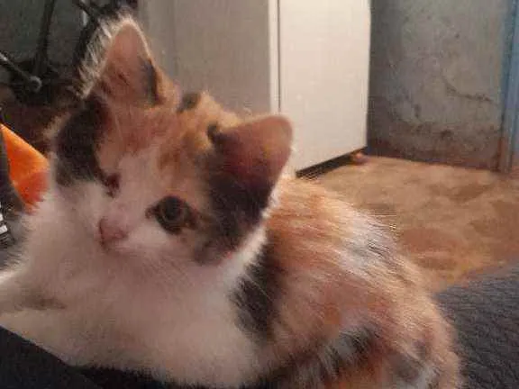 Gato raça  idade 7 a 11 meses nome Nenem