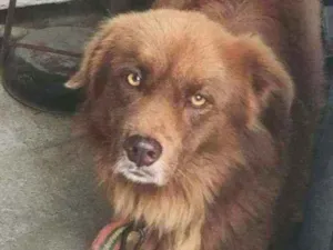 Cachorro raça Vira Lata  idade 4 anos nome Max