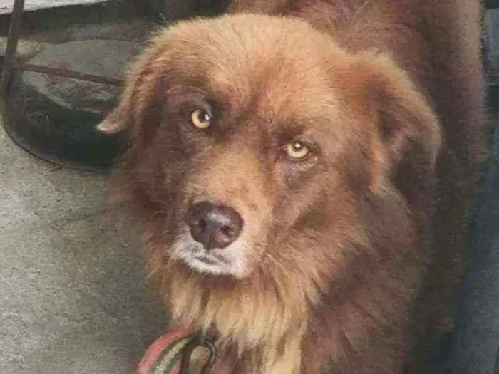 Cachorro ra a Vira Lata  idade 4 anos nome Max