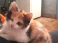 Nenem