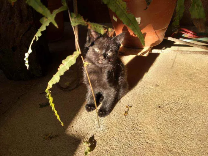 Gato ra a  idade 2 a 6 meses nome Lindinhos