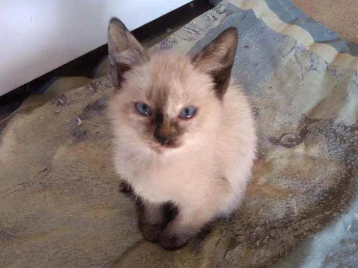 Gato ra a  idade 2 a 6 meses nome Lindinhos