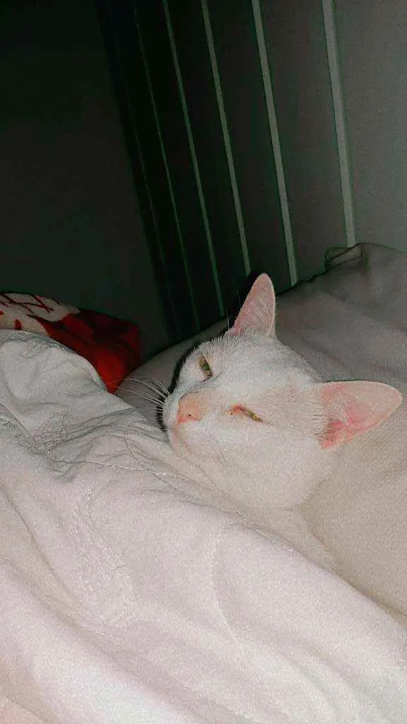 Gato raça Gato idade 1 ano nome Ariel