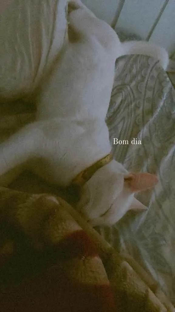 Gato raça Gato idade 1 ano nome Ariel