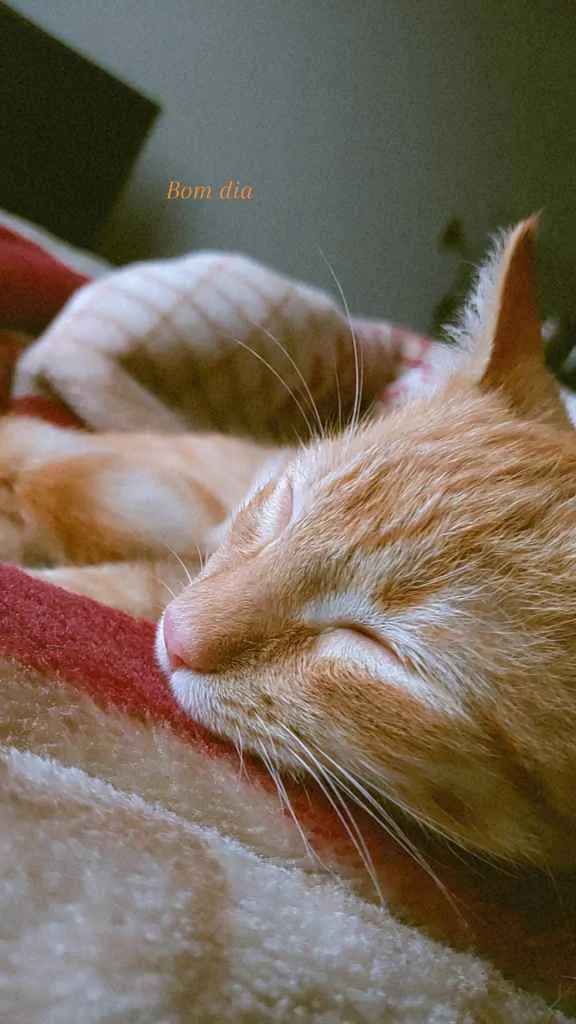 Gato raça Gato idade 7 a 11 meses nome Fred