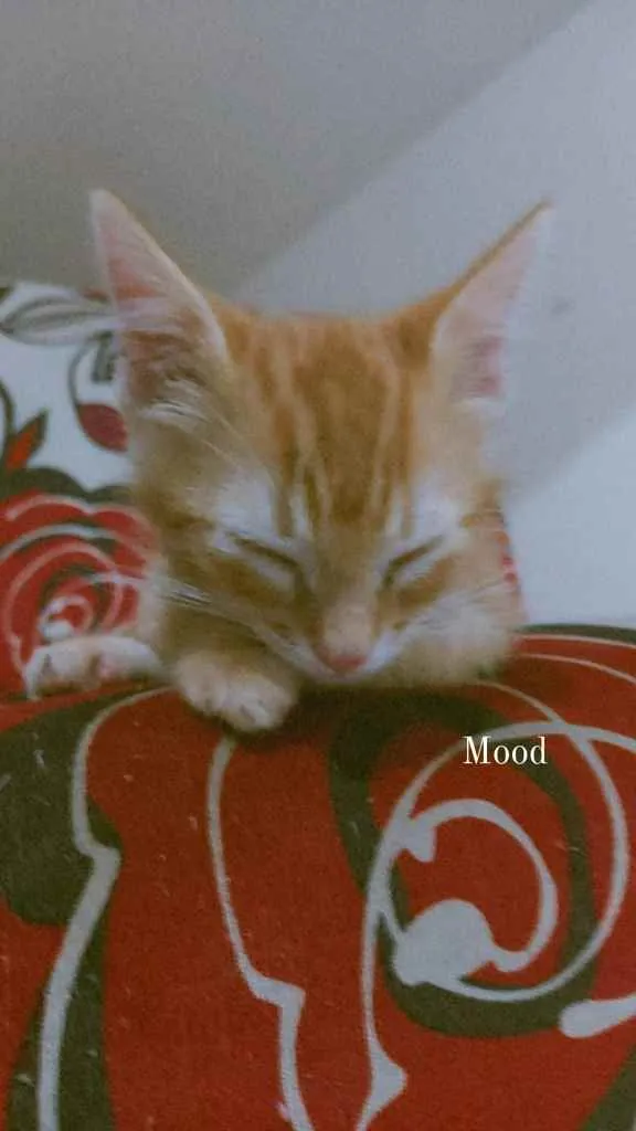 Gato raça Gato idade 7 a 11 meses nome Fred