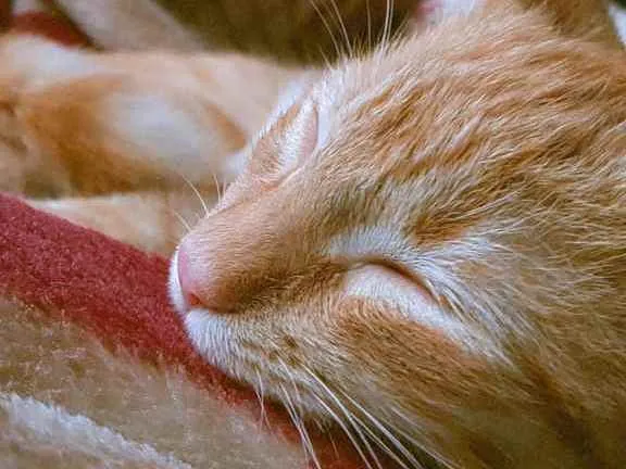 Gato raça Gato idade 7 a 11 meses nome Fred