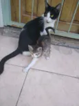 Mãezinha