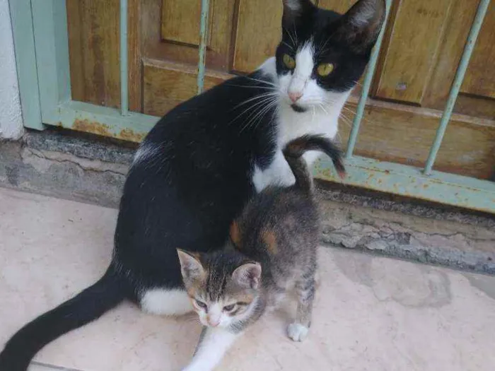 Gato ra a Sem Raça Definida idade 7 a 11 meses nome Mãezinha