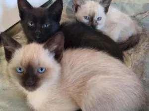 Gato raça  idade 2 a 6 meses nome Lindinhos