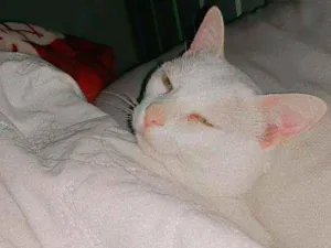 Gato raça Gato idade 1 ano nome Ariel