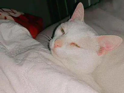 Gato raça Gato idade 1 ano nome Ariel