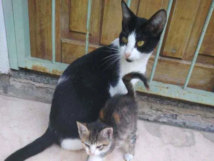 Gato ra a Sem Raça Definida idade 7 a 11 meses nome Mãezinha