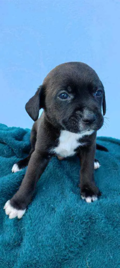 Cachorro raça Vira lata idade Abaixo de 2 meses nome Lupi