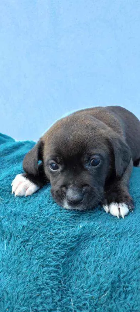 Cachorro raça Vira lata idade Abaixo de 2 meses nome Lupi