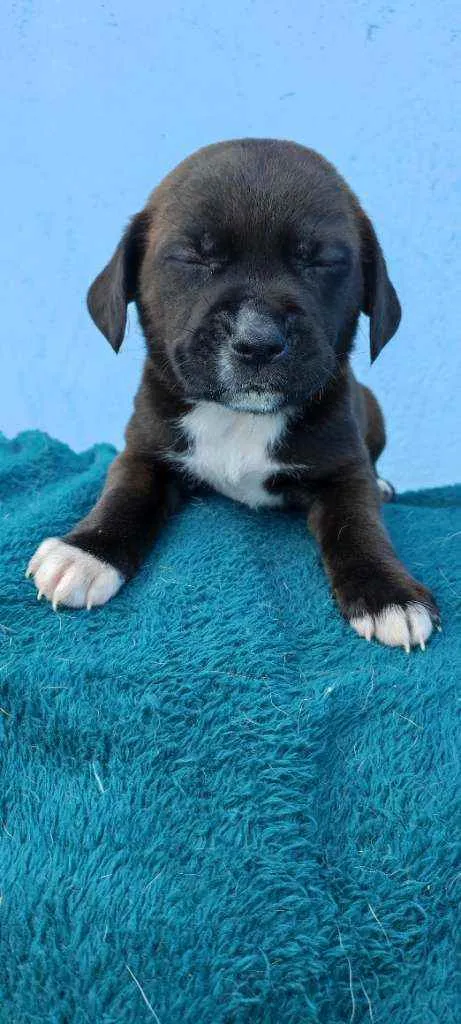 Cachorro raça Vira lata idade Abaixo de 2 meses nome Lupi