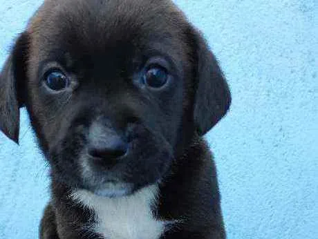 Cachorro raça Vira lata idade Abaixo de 2 meses nome Lupi