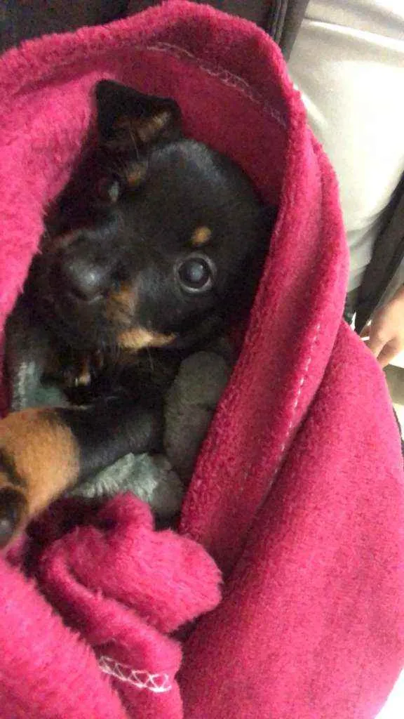 Cachorro raça VIRA LATA MISTURADO COM BODER  idade 2 a 6 meses nome MAHOMES E POLI