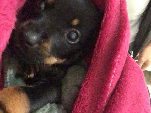 Cachorro raça VIRA LATA MISTURADO COM BODER  idade 2 a 6 meses nome MAHOMES E POLI