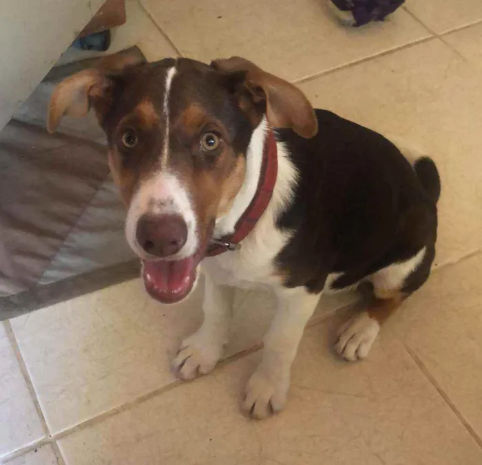 Cachorro raça VIRA LATA MISTURADO COM BODER  idade 2 a 6 meses nome MAHOMES E POLI