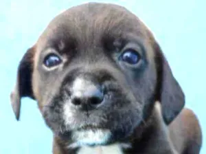 Cachorro raça Vira lata idade Abaixo de 2 meses nome Lupi