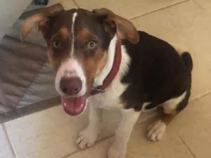 Cachorro raça VIRA LATA MISTURADO COM BODER  idade 2 a 6 meses nome MAHOMES E POLI