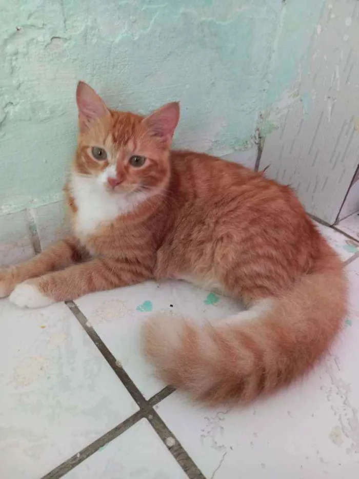 Gato ra a Não sei a raça  idade 7 a 11 meses nome Não tem nome