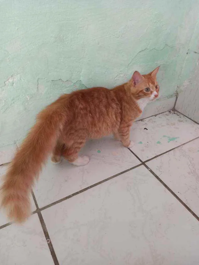 Gato ra a Não sei a raça  idade 7 a 11 meses nome Não tem nome