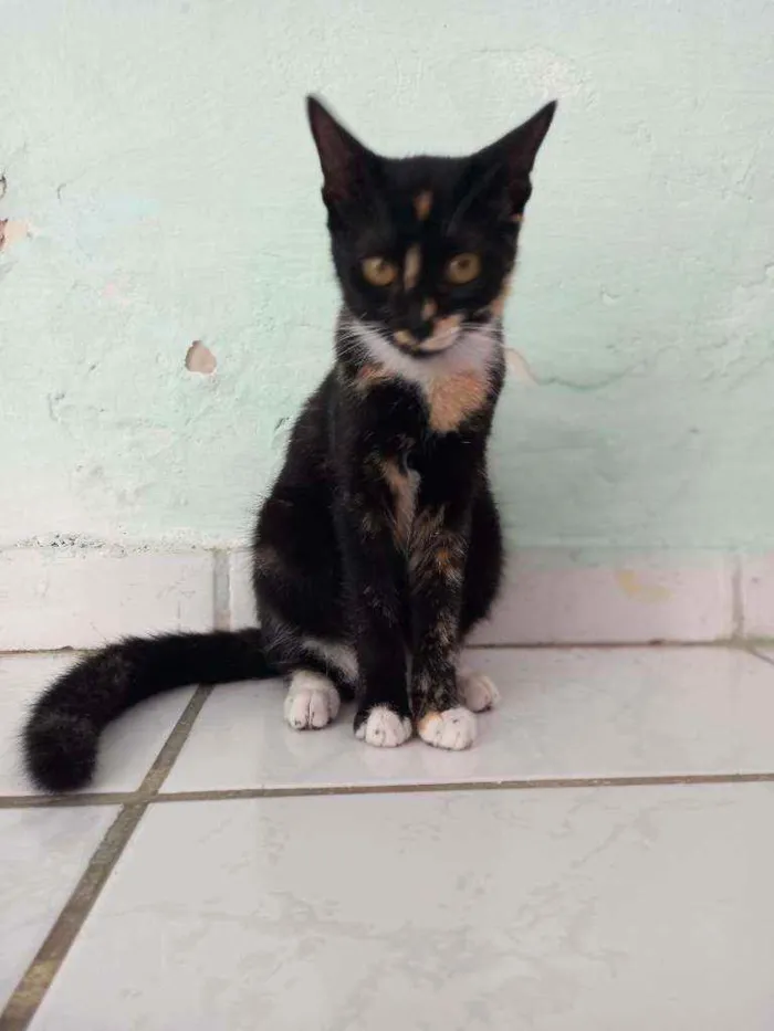 Gato ra a Não sei a raça  idade 7 a 11 meses nome Não tem nome