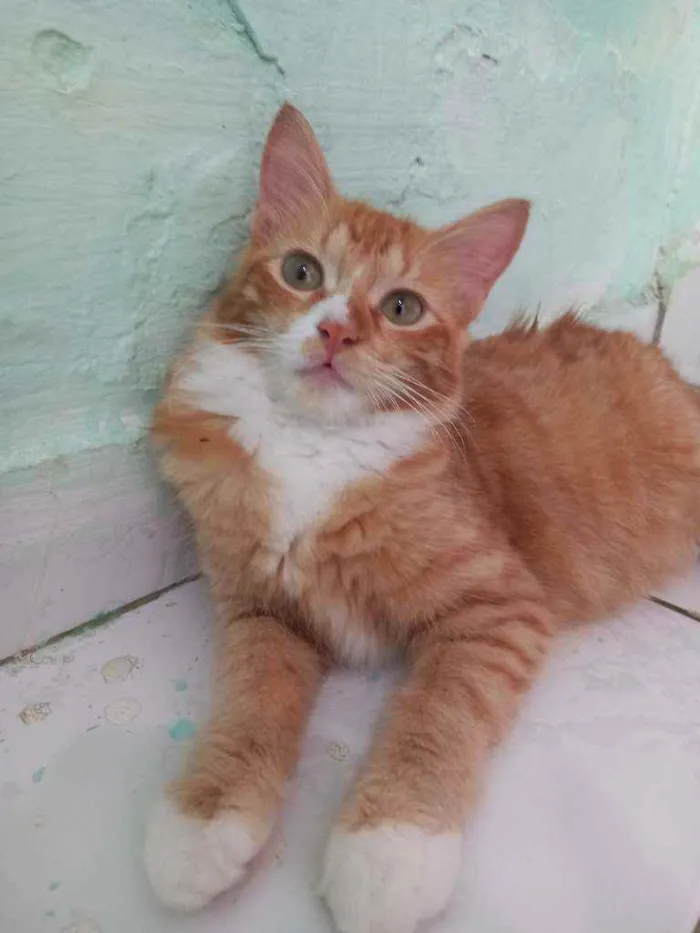 Gato ra a Não sei a raça  idade 7 a 11 meses nome Não tem nome