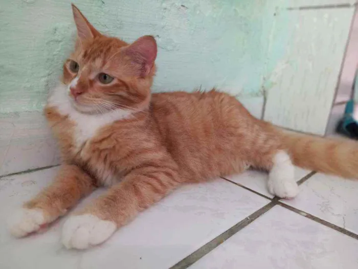 Gato ra a Não sei a raça  idade 7 a 11 meses nome Não tem nome