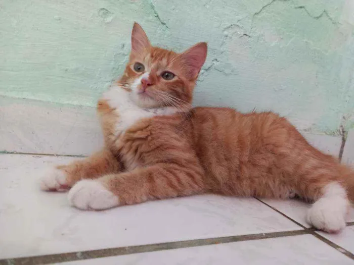 Gato ra a Não sei a raça  idade 7 a 11 meses nome Não tem nome