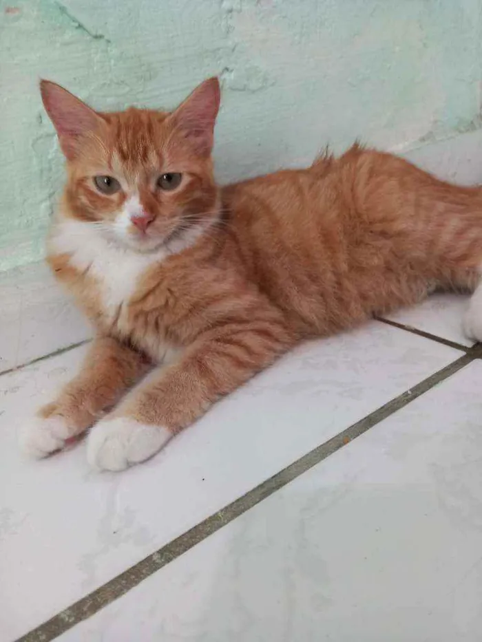 Gato ra a Não sei a raça  idade 7 a 11 meses nome Não tem nome