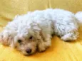 Cachorro raça Poodle idade 2 a 6 meses nome Neve