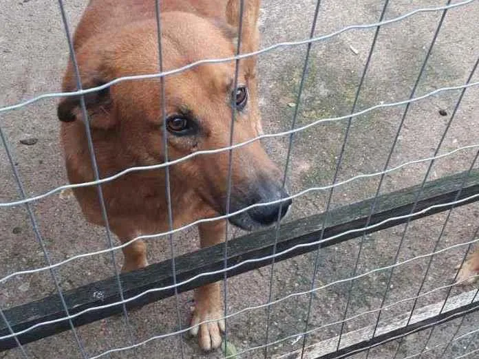 Cachorro ra a Vira Lata (o pai era Pastor) idade 6 ou mais anos nome Zeus