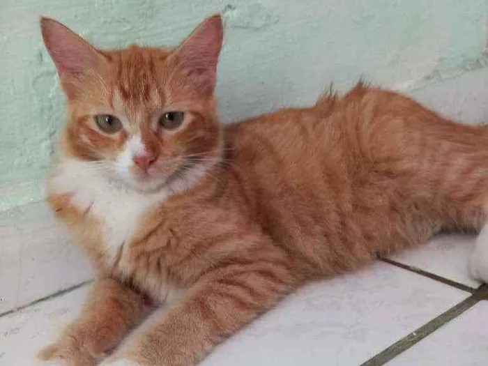 Gato ra a Não sei a raça  idade 7 a 11 meses nome Não tem nome