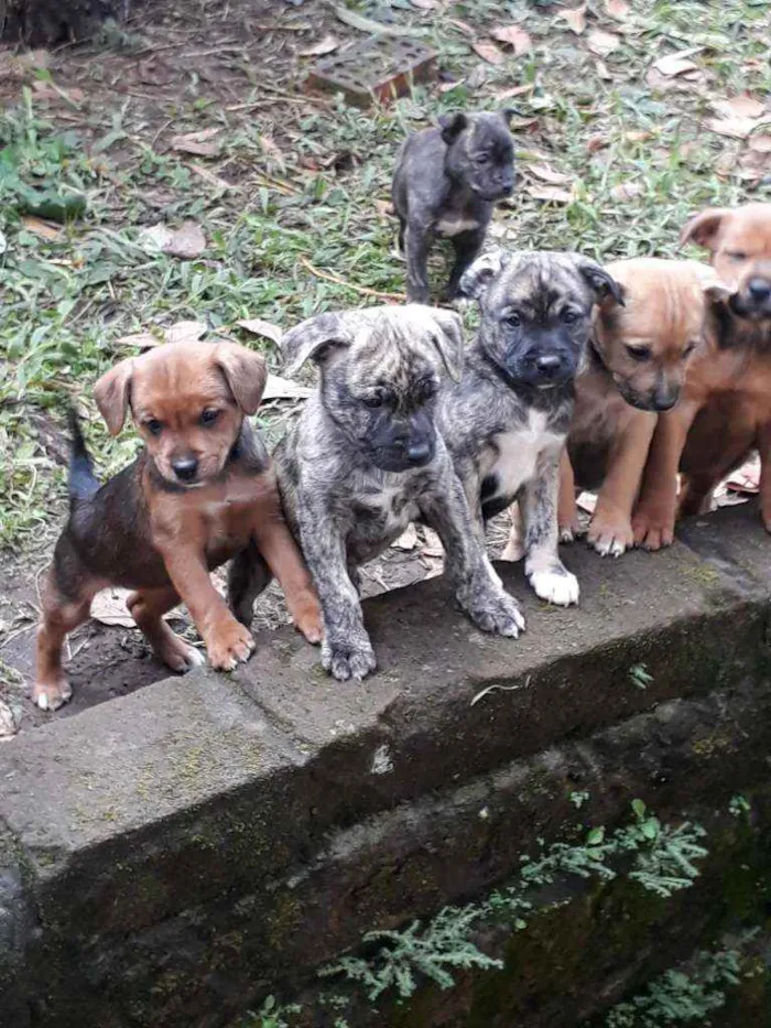 Cachorro ra a SRD idade Abaixo de 2 meses nome Filhotinhos 