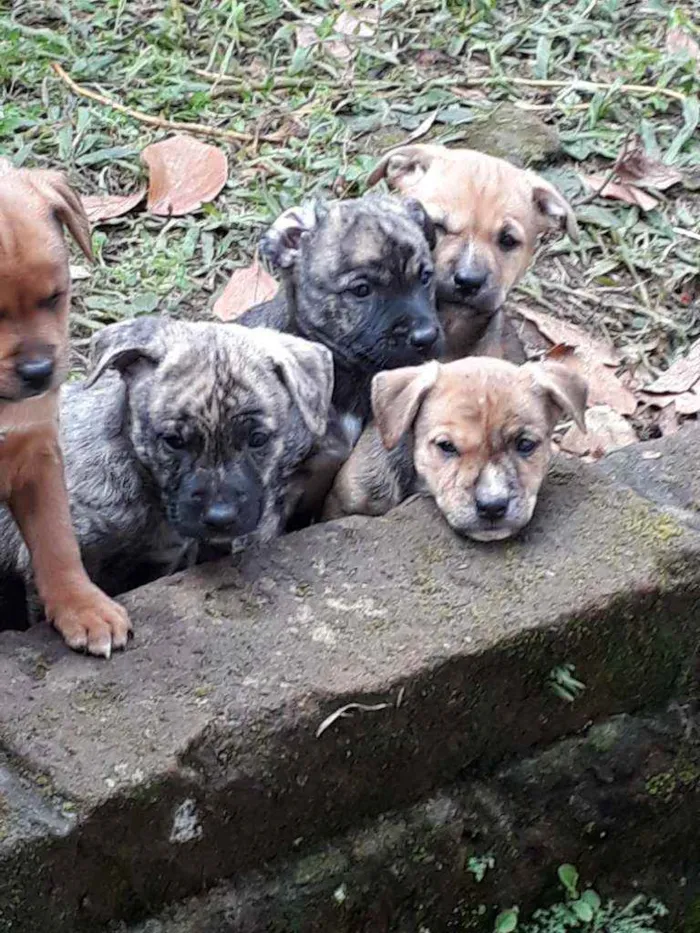 Cachorro ra a SRD idade Abaixo de 2 meses nome Filhotinhos 