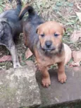 Filhotinhos