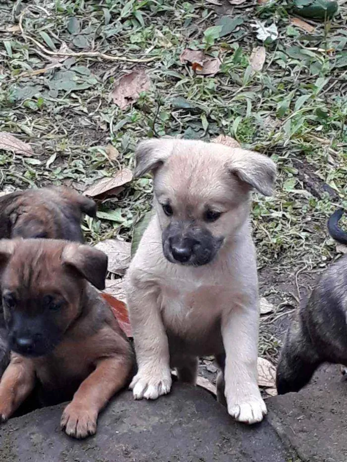 Cachorro ra a SRD idade Abaixo de 2 meses nome Filhotinhos 