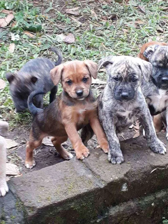 Cachorro ra a SRD idade Abaixo de 2 meses nome Filhotinhos 