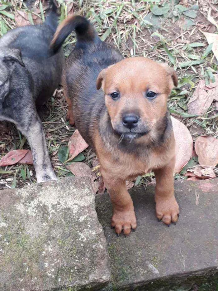 Cachorro ra a SRD idade Abaixo de 2 meses nome Filhotinhos 