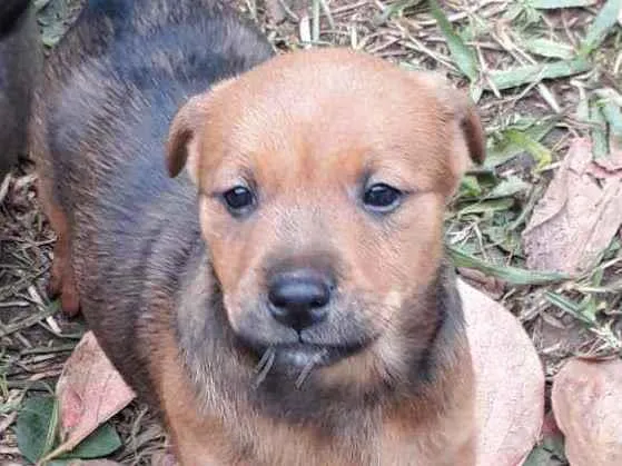 Cachorro ra a SRD idade Abaixo de 2 meses nome Filhotinhos 