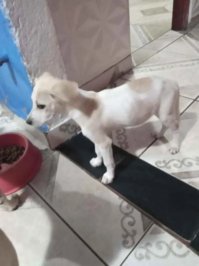 Cachorro ra a Viralata idade 2 a 6 meses nome GI