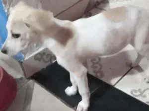 Cachorro raça Viralata idade 2 a 6 meses nome GI