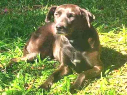 Cachorro raça Vira lata idade 4 anos nome Flor